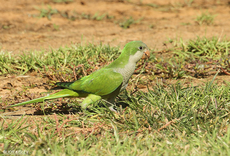  Monk Parakeet  Myiopsitta monachus  ,Kibbutz Gaash ,October 2012